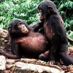Into the mind of the forgotten ape: bonobo behaviour and the evolution of language