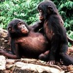 Into the mind of the forgotten ape: bonobo behaviour and the evolution of language