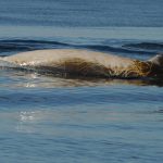 Cafe Science Tayport - Beached Whales: Is Human Noise Responsible? Thursday 14th November 2013, 7pm