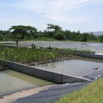 Wonderful Wetlands – Getting Low Cost, Low Carbon Energy from Constructed Wetlands - Wednesday 12th February 2014, 6pm