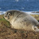 How is Pollution affecting Scottish Seals? Monday 9 October 2017, 7pm