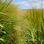 How Does Your Barley Grow? Monday 20 May 2019, 7pm